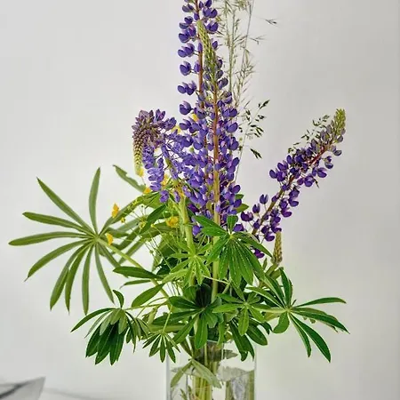 Appartement Tadeas *